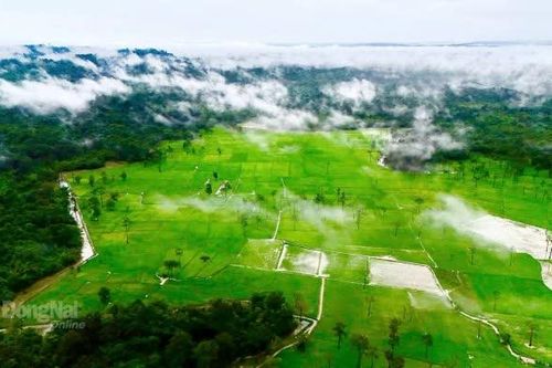 [Chùm ảnh] Ngắm cánh đồng lúa đẹp như trời Âu bên rừng nguyên sinh Cát Tiên ở Tà Lài