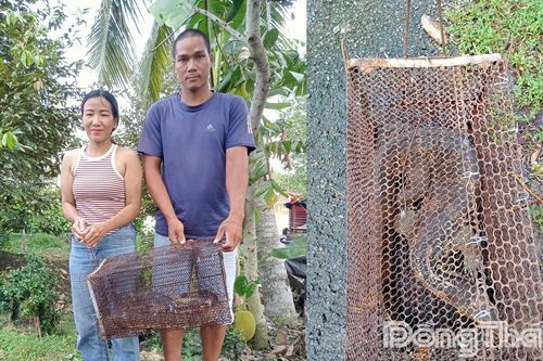 Phát hiện kỳ đà hoa quý hiếm, người dân chủ động báo cơ quan chức năng