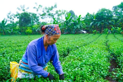 Đồng bào các dân tộc tỉnh Lào Cai thi đua xây dựng cuộc sống ấm no