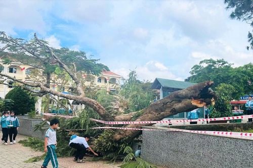 Cây phượng bất ngờ bật gốc trong sân trường tiểu học ở Bảo Lộc