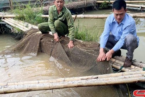 Phát triển nghề nuôi cá lồng