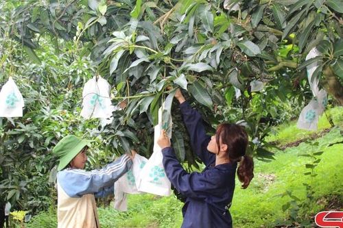 Tổ chức sản xuất theo hướng tập trung quy mô lớn