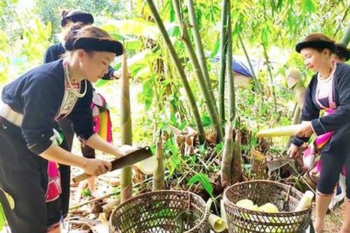 Giàu lên nhờ 'cái bắt tay' giữa nông dân – HTX – doanh nghiệp ở Lào Cai
