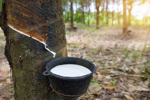 Nhờ hợp đồng thuê mới, Phát triển Đô thị và Khu công nghiệp Cao su Việt Nam (VRG) báo lãi trở lại trong quý III/2025