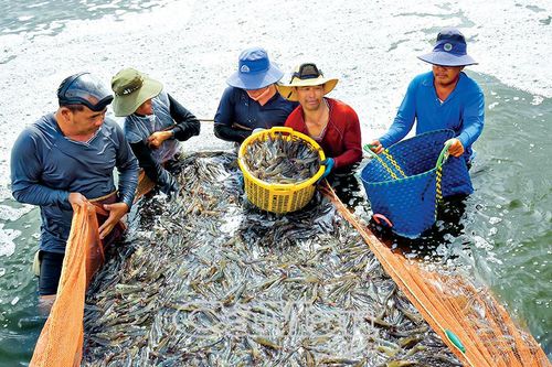 Khẳng định vị thế thủ phủ tôm Việt Nam