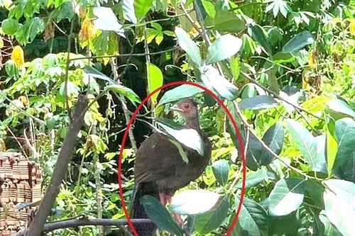 Con vật có hình thù lạ trong vườn ở TPHCM có tên tại Sách Đỏ mang đặc điểm như thế nào?