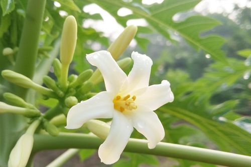 Nhóm người không nên dùng hoa đu đủ đực