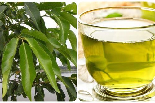 Nước lá vối tươi có tác dụng gì?