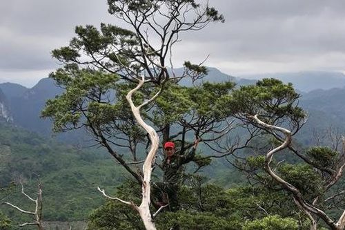 Quần thể cây quý hiếm có tên trong Sách đỏ, được xem là 'hóa thạch sống' của rừng xanh