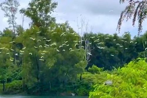 Video mãn nhãn những đàn cò trắng tung cánh khắp cánh đồng ở Huế