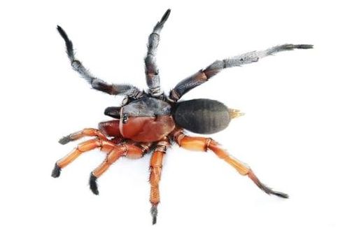 Phát hiện cá thể nhện 'nửa đực, nửa cái'