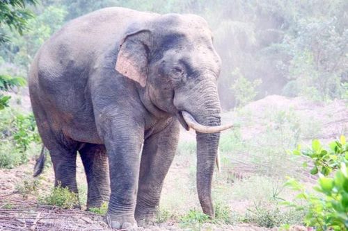 Ngăn ngừa xung đột giữa voi rừng và người dân tại Đồng Nai
