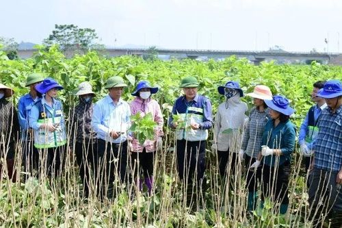 Ban hành Chiến lược phát triển khuyến nông đến năm 2030, tầm nhìn đến 2050