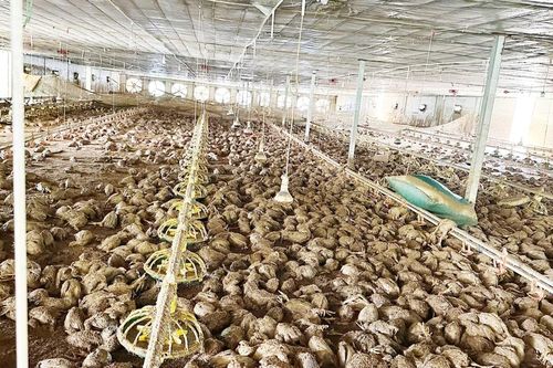 Lão nông bật khóc, chết lặng nhìn 22.000 con gà chết