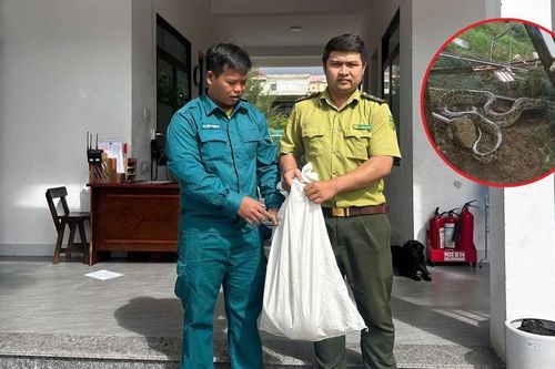 Trăn 'khủng' bất ngờ xuất hiện trong khu dân cư ở Đà Nẵng