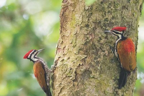 Tận thấy những loài động vật trong sách đỏ ở rừng Động Châu