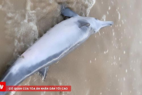 Người dân xã Phú Vinh cứu hộ cá heo bị sóng đánh dạt vào bờ