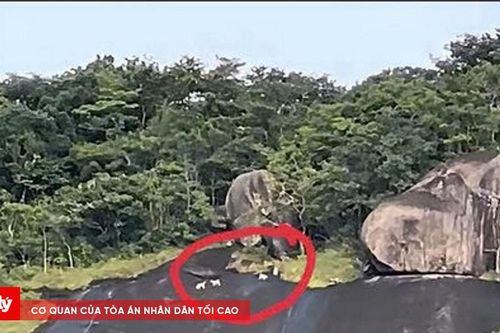 Động vật lông trắng trên đỉnh núi Ma Thiên Lãnh không phải khỉ trắng