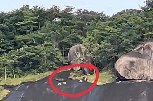 Bất ngờ với kết quả xác minh nghi vấn 'khỉ trắng' xuất hiện trên đảo Hòn Sơn