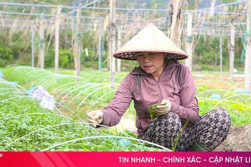 Vựa rau giống lớn nhất Hà Tĩnh sẵn sàng cung ứng sản xuất vụ đông