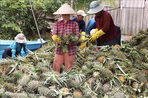 Dứa Đồng Tháp Mười có giá và đầu ra thuận lợi trong mùa lũ