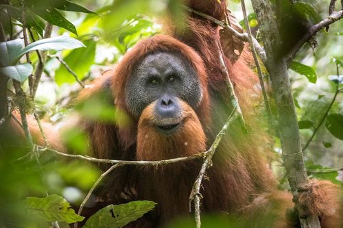 Phát hiện loài linh trưởng hiếm bậc nhất thế giới tại Sumatra, Indonesia