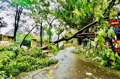 Quy định về bồi thường khi cây xanh gãy, đổ làm thiệt hại về người hoặc tài sản từ ngày 9/10