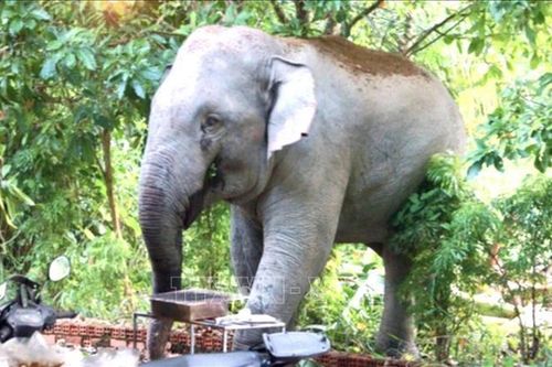 Triển khai các biện pháp bảo tồn loài voi châu Á tại Đồng Nai