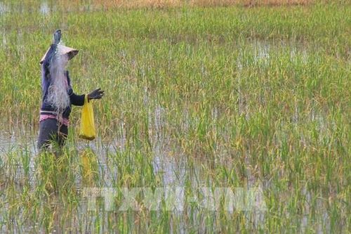 Tháo 'nút thắt' vốn vay cho hợp tác xã tham gia Đề án 1 triệu ha lúa