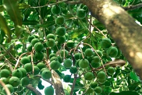 Những 'trái ngọt' từ vùng đồi Thượng Ninh