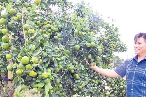 Thủ phủ cây có múi: Tất bật vào vụ mới