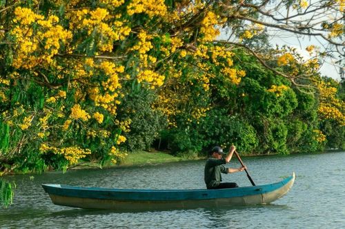 Dưới bóng muồng vàng