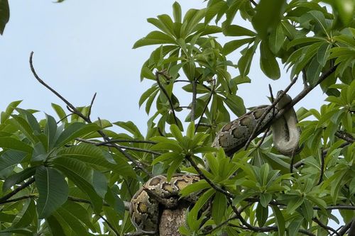 Phát hiện con trăn nằm trên cây sát Bến tàu du lịch Nha Trang