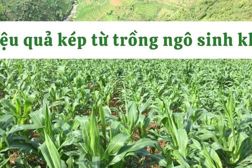 Hiệu quả kép từ trồng ngô sinh khối