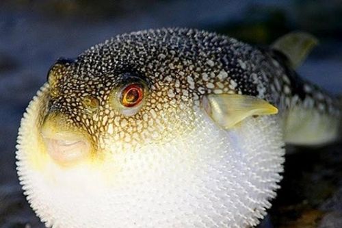 Điều tra vụ ngộ độc cá nóc khiến 4 người nhập viện tại Phan Rí Cửa
