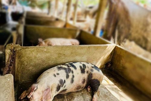Xử lý việc nuôi thả động vật trong khu dân cư và khu vực cấm