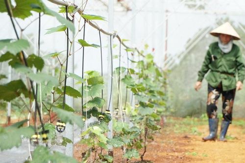 Tiết kiệm nước trong nông nghiệp: Chiến lược ứng phó biến đổi khí hậu