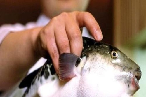 Sở Y tế Lâm Đồng cảnh báo nguy cơ ngộ độc cá nóc, người dân không tiêu dùng dưới bất cứ hình thức nào