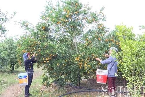 'Số hóa' đặc sản Lai Đồng