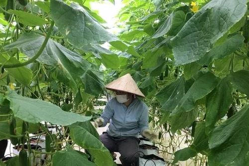 Lạc Thủy tập trung phát triển kinh tế, tạo nguồn thu bền vững