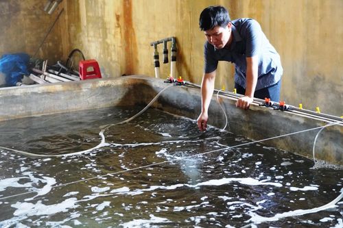 Chú trọng sản xuất giống thủy sản