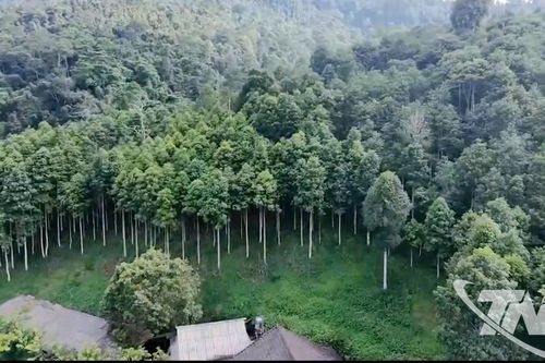 Thái Nguyên có trên 22.600ha rừng đạt chứng chỉ FSC