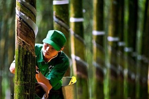 Tập đoàn Cao su Việt Nam ước hoàn thành 107,5% kế hoạch cả năm sau 10 tháng