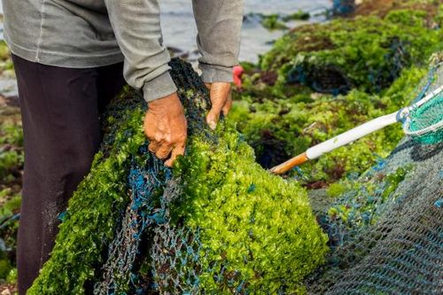 Rong biển – 'Vàng xanh' mang lại lợi ích kép kinh tế và môi trường