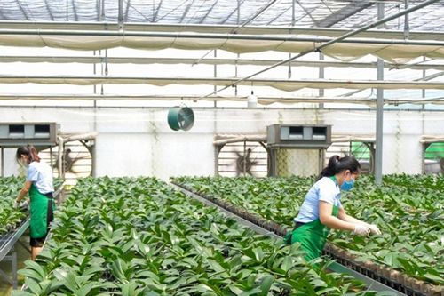 Xây dựng nông thôn mới ở Hà Nội: Hướng đến nền nông nghiệp đô thị - sinh thái, nông thôn hiện đại