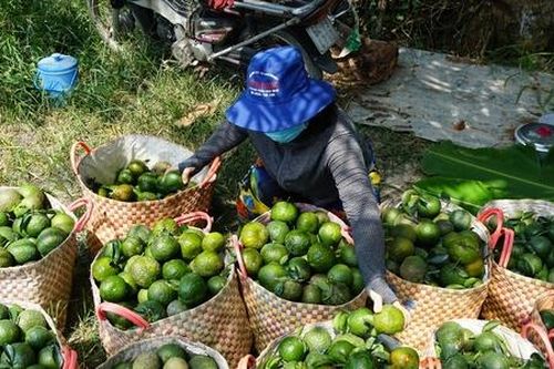 HTX từ sản xuất 'mơ hồ' đến minh bạch nhờ bản đồ nông sản số