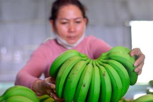 'Chìa khóa vàng' xóa nghèo bền vững ở Lâm Đồng