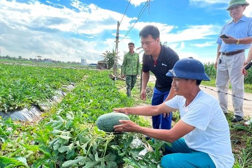 Chuyển động mới tại vùng trồng dưa hấu chất lượng cao ở Hải Phòng