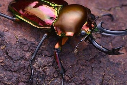 'Choáng' với loài bọ cánh cứng có giá lên đến 2 tỷ đồng/con khiến dân mạng hốt hoảng, đại gia tranh nhau mua làm thú cưng