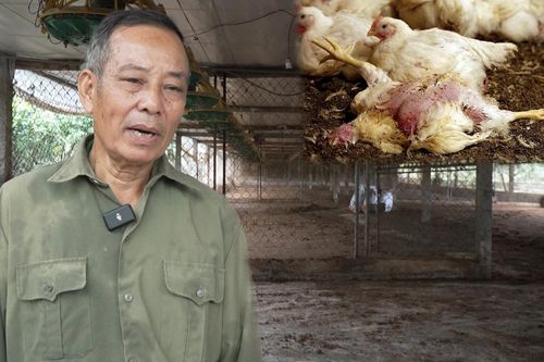 Lão nông chết lặng nhìn đàn gà 4.000 con trôi theo lũ dữ